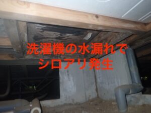 洗濯機の水漏れでシロアリ発生した模様